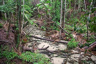 Stream in the mangrove forest on Fraser Island