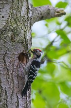 Lesser spotted woodpecker