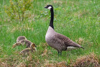 Canada goose