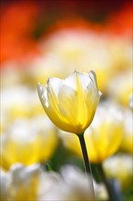 Fosteriana tulip