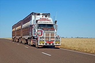 Cattle transport with a triple road train with roo bar on the Barkly Highway