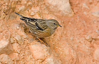 Alpine Accentor