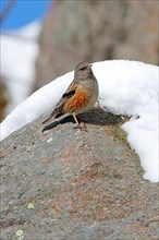 Alpine Accentor