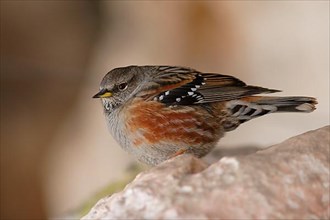 Alpine Accentor