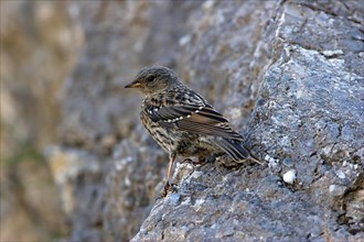 Alpine accentor