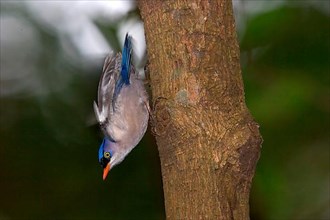 Velvet-fronted nuthatch