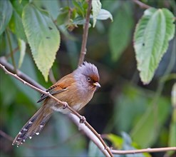 Red-fronted barwing