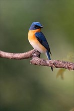 Tickell's Blue-flycatcher