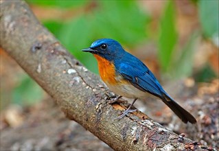 Tickell's Blue-flycatcher