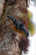 Beautiful Nuthatch