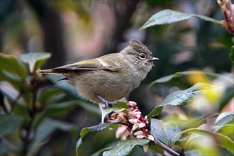 Yellow-browed Tit