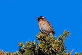 Black-throated Accentor