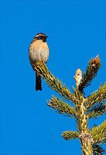 Black-throated Accentor