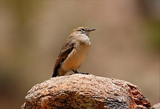 Red-tailed Miner