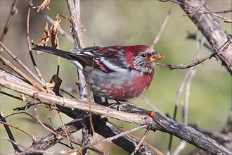 Three-banded Rosefinch