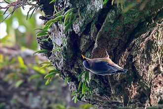 Yellow-billed Nuthatch