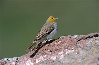Cinereous bunting
