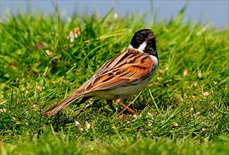 Reed reed bunting