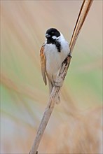 Thick-billed Reed Bunting