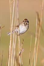 Young male reed bunting