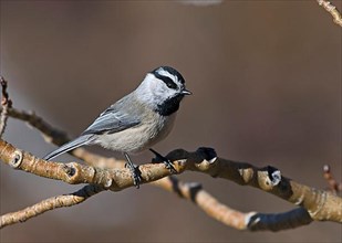 Mountain Tit