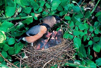 Eurasian bullfinch