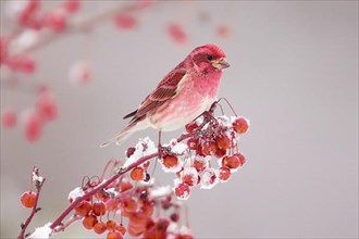 Purple purple finch