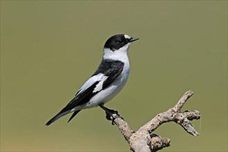 Collared Flycatcher