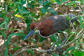 Red rufescent tiger heron