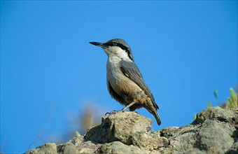 Western western rock nuthatch