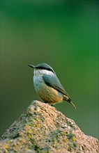 Western Rock-nuthatch