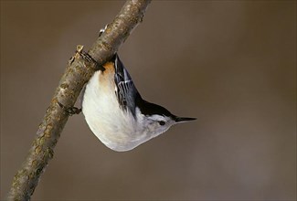 White-breasted nuthatch