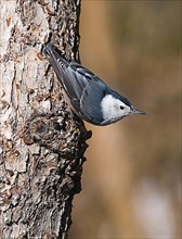 Adult white-breasted nuthatch