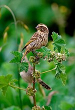Streaked Peacock Seedeater