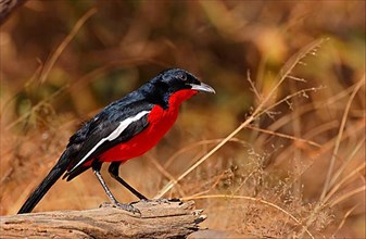 Crimson-breasted shrike