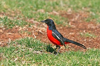 Crimson-breasted shrike