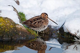 Common snipe