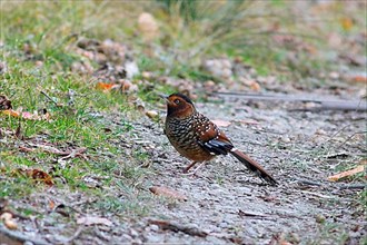 Spotted Laughingthrush