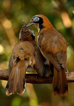 Great Laughing Thrush with necklace