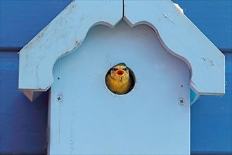 Blue Tit