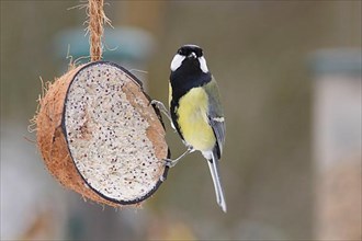 Adult great tit