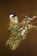 Siberian grey-headed chickadee