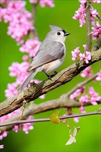 Adult tufted titmouse