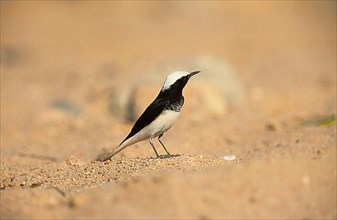 Hooded Wheatear