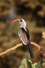 Red-billed hornbills