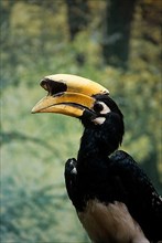 Indian hornbill