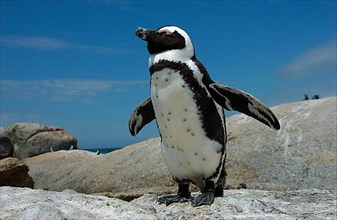 African penguin