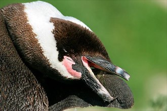 Adult african penguin