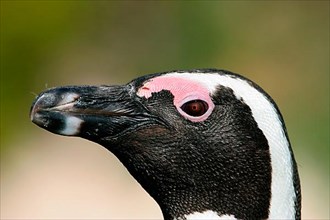 African penguin