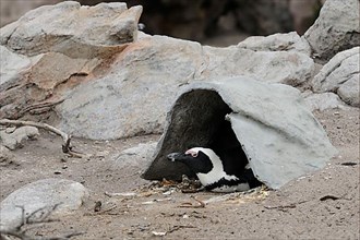 Adult african penguin